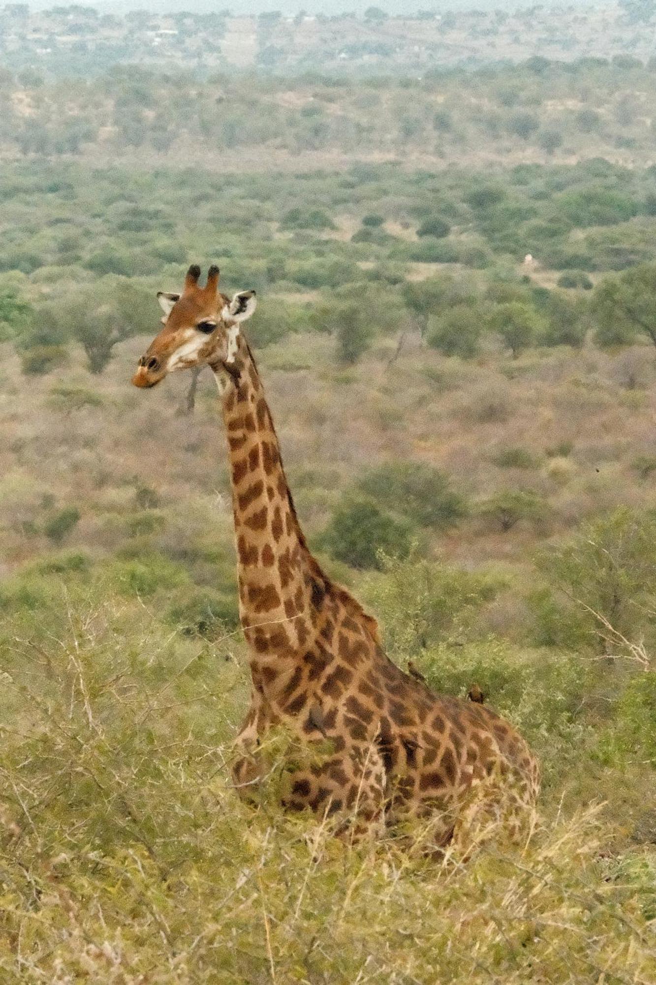 Africamps At White Elephant Safaris Pongola Dış mekan fotoğraf