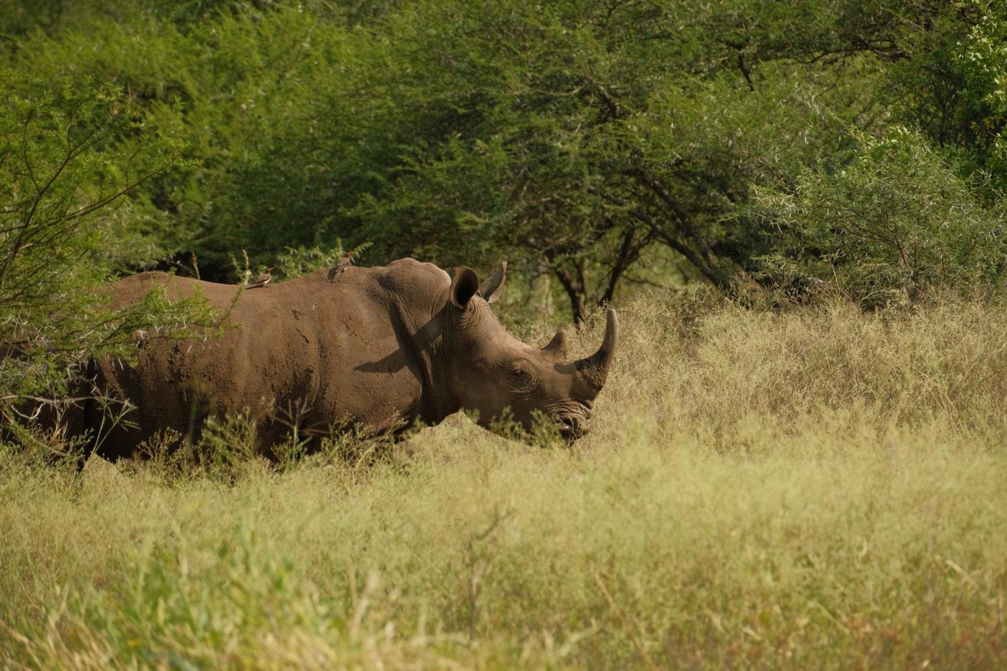 Africamps At White Elephant Safaris Pongola Dış mekan fotoğraf