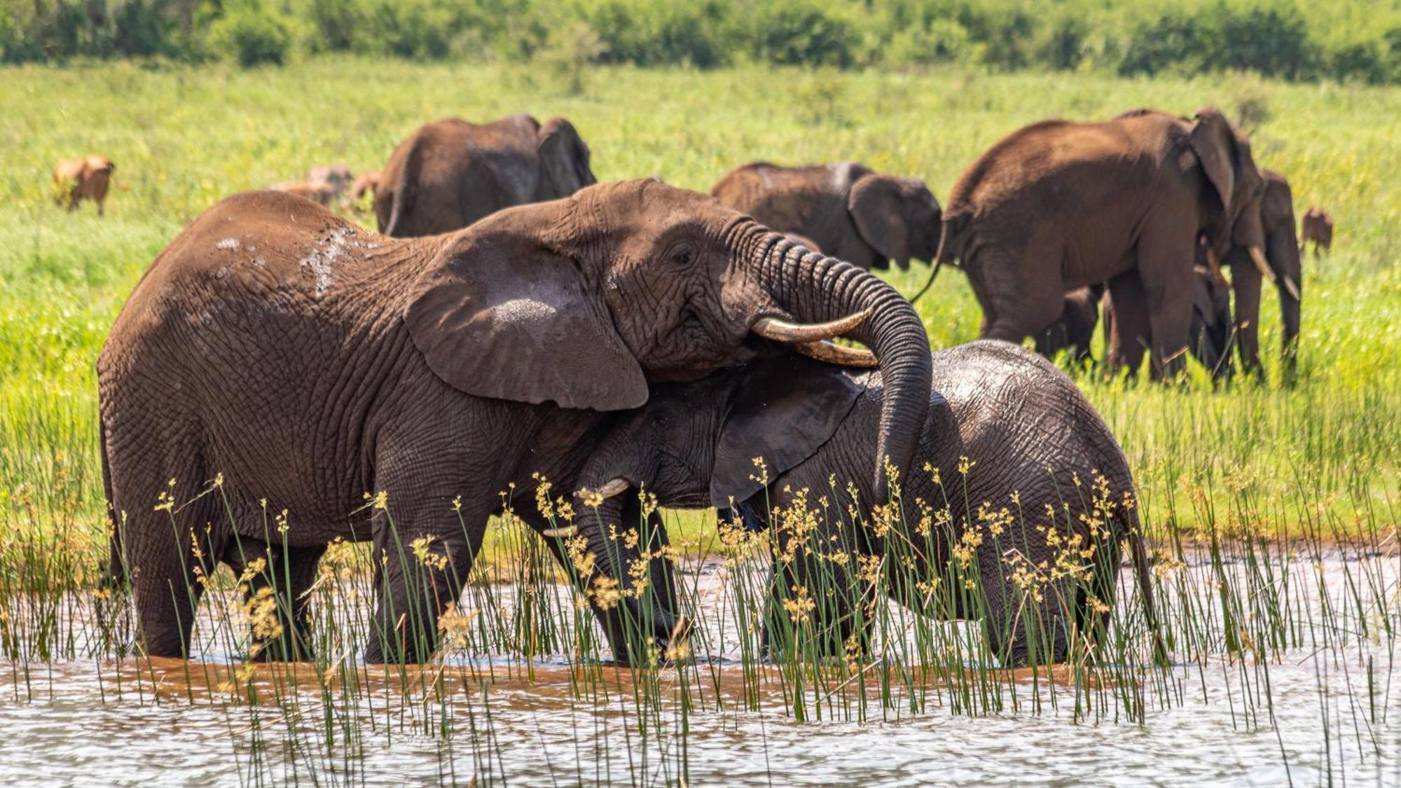 Africamps At White Elephant Safaris Pongola Dış mekan fotoğraf