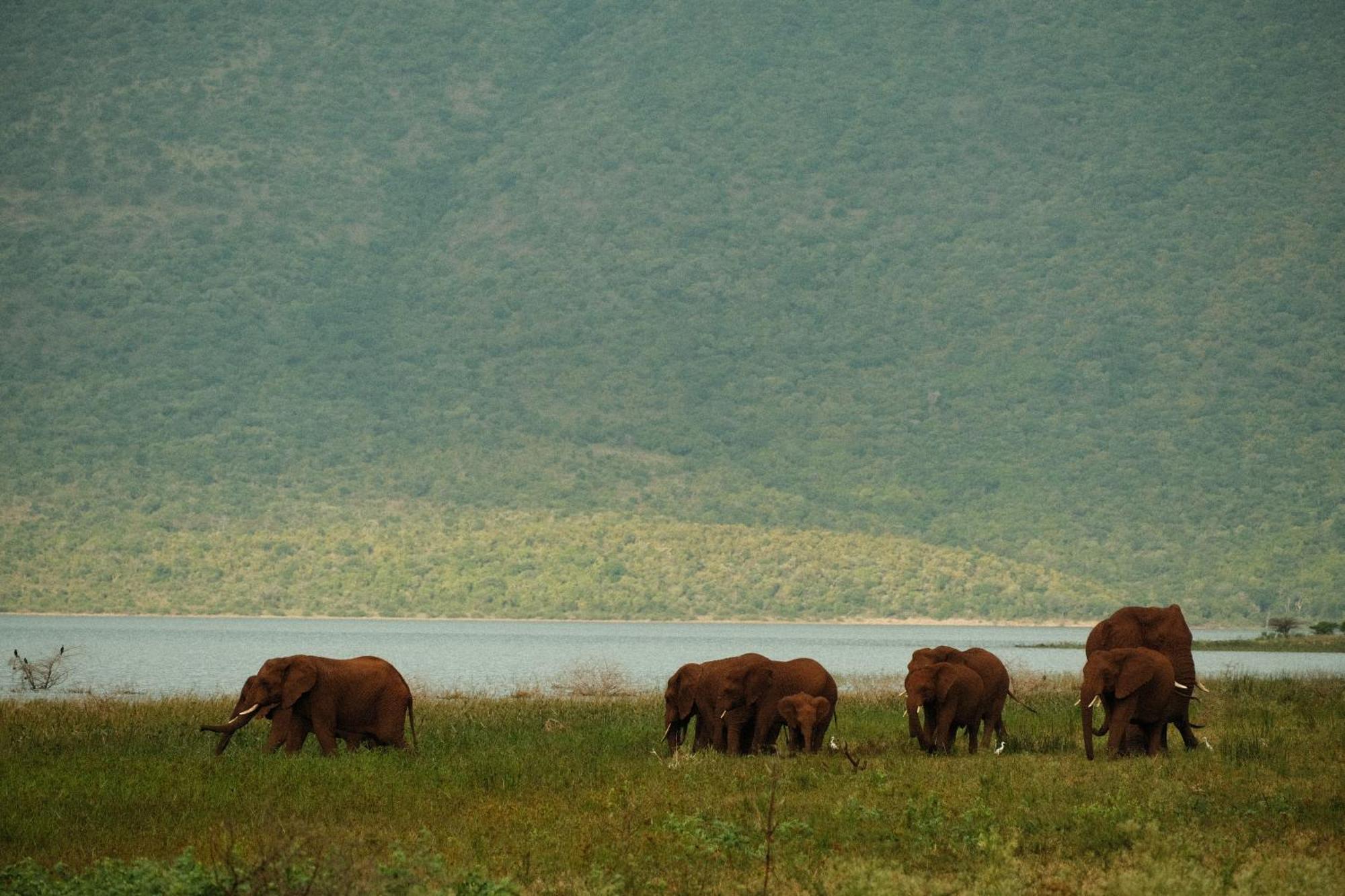 Africamps At White Elephant Safaris Pongola Dış mekan fotoğraf