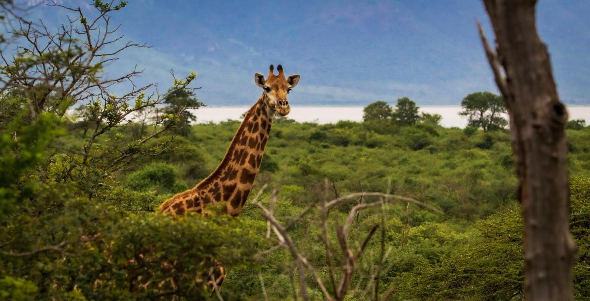 Africamps At White Elephant Safaris Pongola Dış mekan fotoğraf